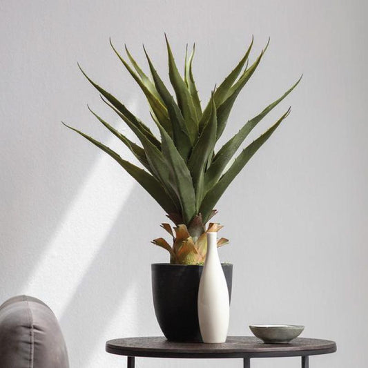 Botanical Collection