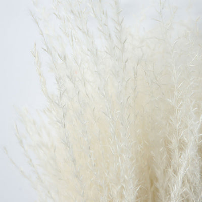 Gallery Interiors Clark Dried Reed Grass Bundle Paper Wrap White