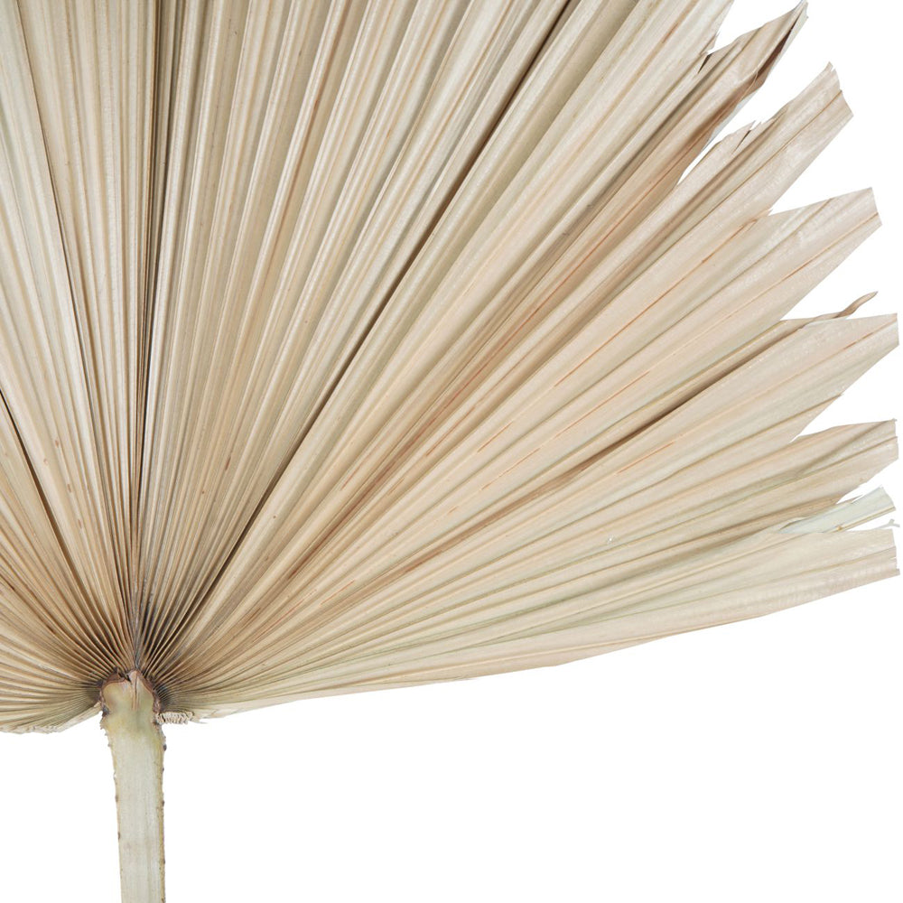 Libra Calm Neutral Collection - Wide Fan Palm Leaf Natural