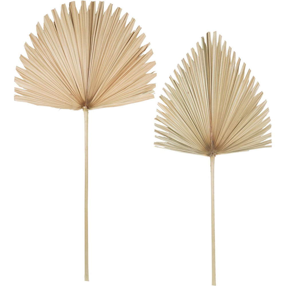 Libra Calm Neutral Collection - Wide Fan Palm Leaf Natural