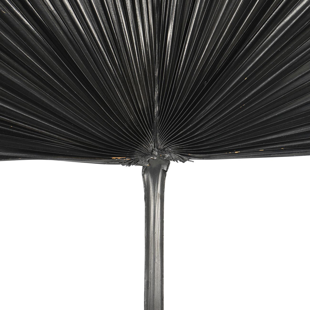 Libra Midnight Mayfair Collection - Wide Fan Palm Leaf in Black