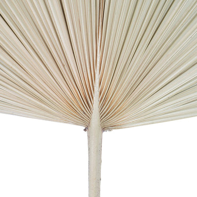 Libra Calm Neutral Collection - Arrowhead Palm Leaf in Natural